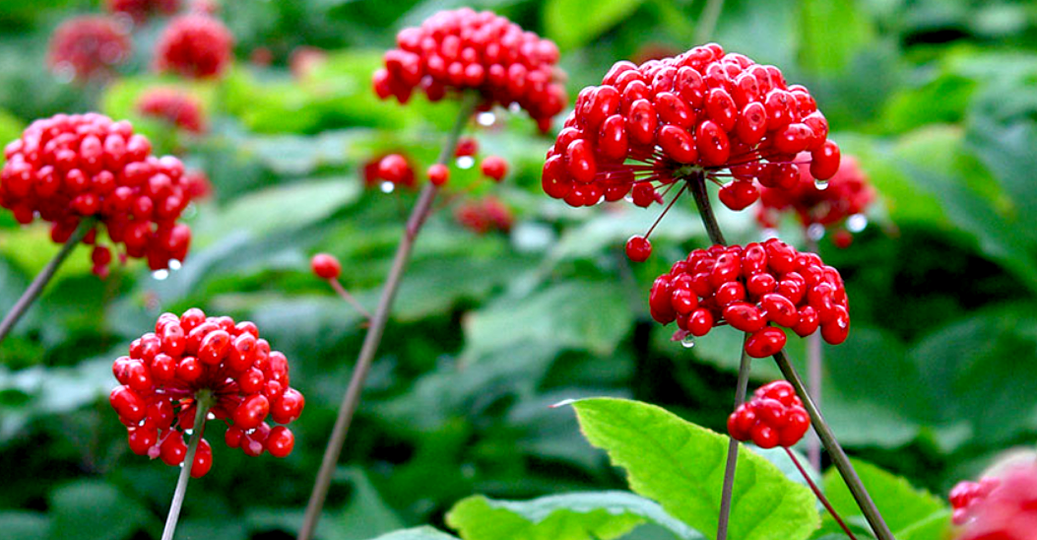 penis büyütme için ginseng