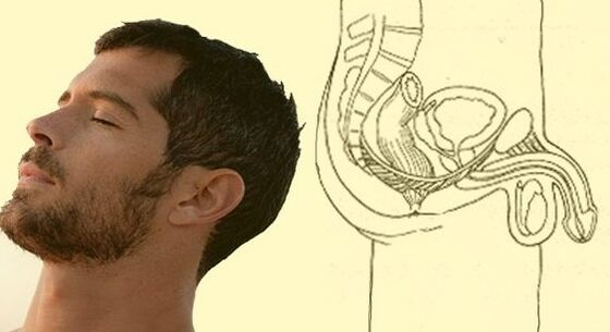 Penis germe egzersizi